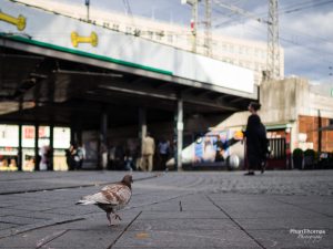 Festbrennweiten: Im Gleichschritt