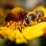 Makrofotografie: Bienchen und Blümchen 8