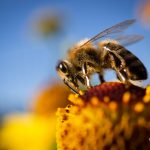 Makrofotografie: Bienchen und Blümchen 5