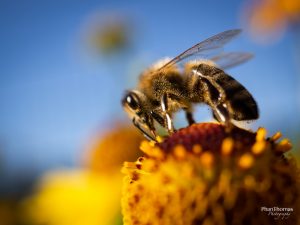 Makrofotografie: Bienchen und Blümchen 5