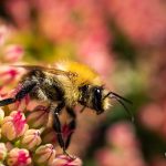 Makrofotografie: Bienchen und Blümchen 3