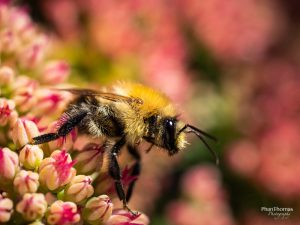 Makrofotografie: Bienchen und Blümchen 3