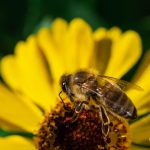 Makrofotografie: Bienchen und Blümchen 6