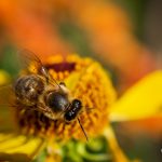 Makrofotografie: Bienchen und Blümchen 7