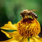 Makrofotografie: Bienchen und Blümchen 1