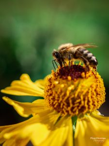 Makrofotografie: Bienchen und Blümchen 1