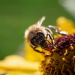 Makrofotografie: Bienchen und Blümchen 4