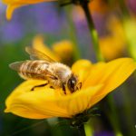 Makrofotografie: Bienchen und Blümchen 2