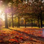 Herbstfotografie: Rotes Laub zur Abendstunde 2