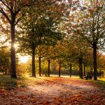 Herbstfotografie: Rotes Laub zur Abendstunde