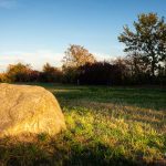 Herbstotografie: Wiese zur goldenen Stunde