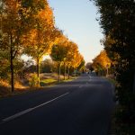 Herbstfotografie: goldenes Laub