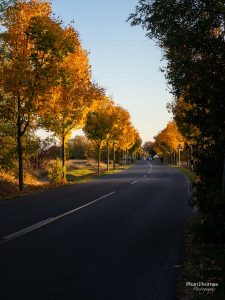 Herbstfotografie: goldenes Laub