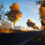 Herbstfotografie: Lichtmalerei