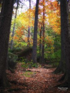 Schrammsteine: Herbstwald 2
