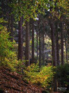 Schrammsteine: Herbstwald 1
