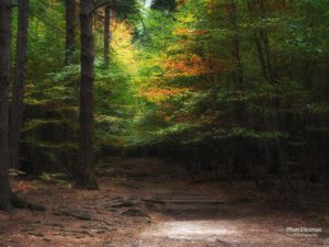 Schrammsteine: Herbstwald 3