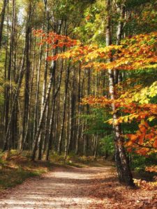 Schrammsteine: Herbstwald 4
