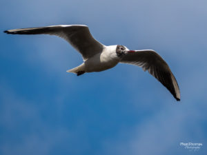 Möwe im Flug