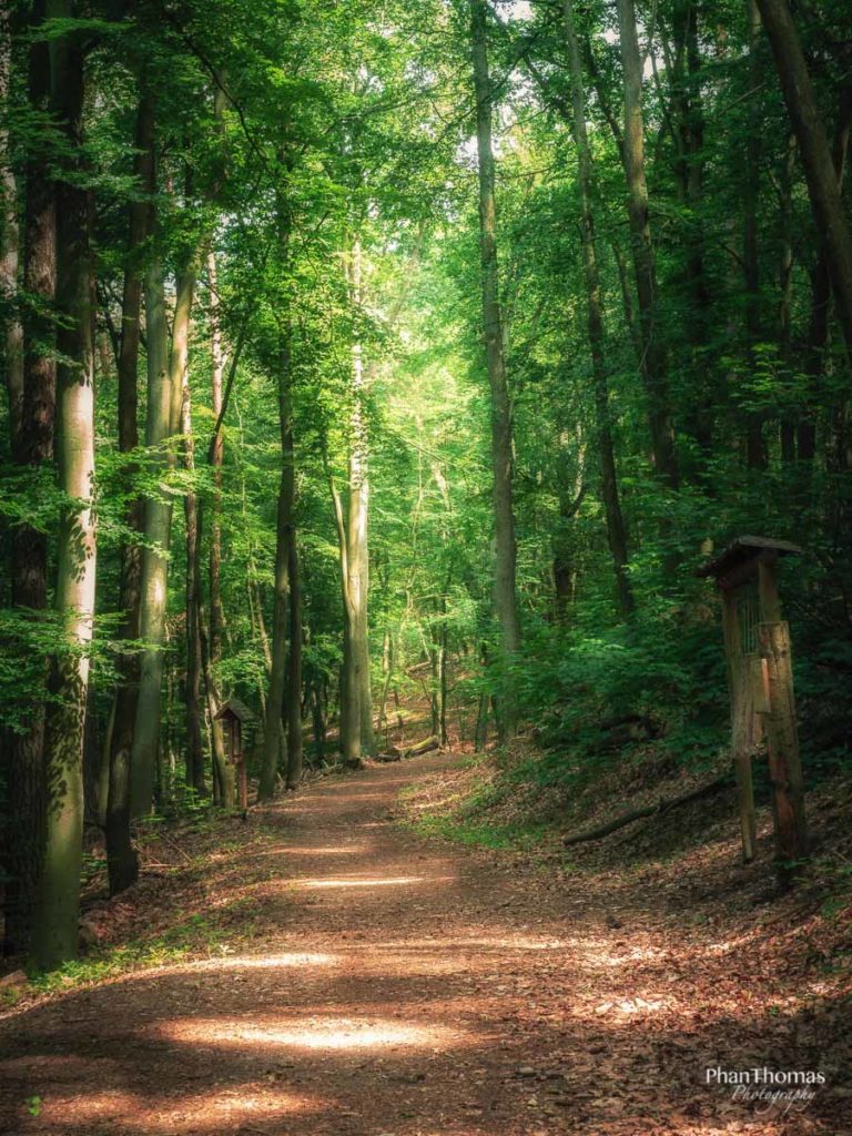 Waldweg am Teufelssee