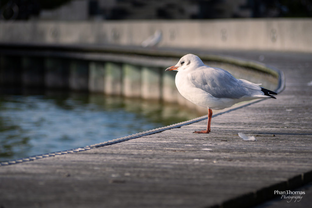 Möwen in Binz