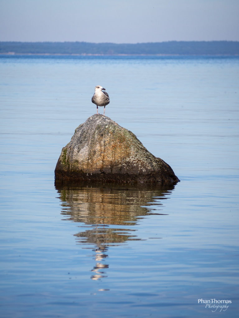 Möwe auf Stein