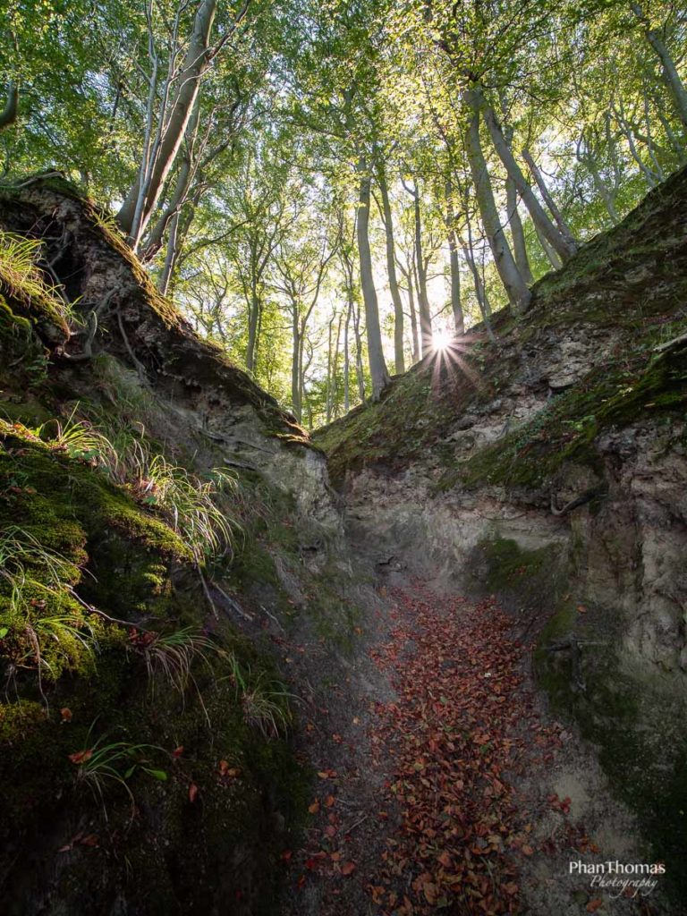 Wald mit Blendenstern