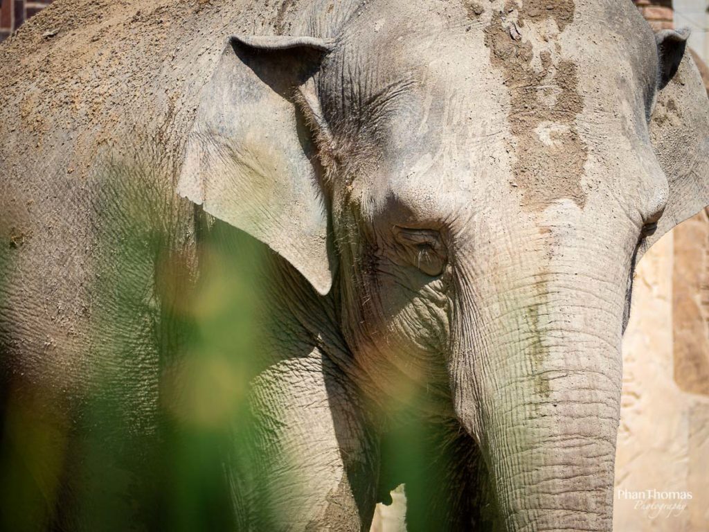 Leizpiger Zoo: Indischer Elefant