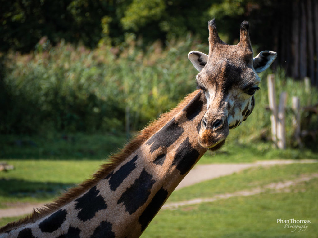 Giraffe beim Kauen