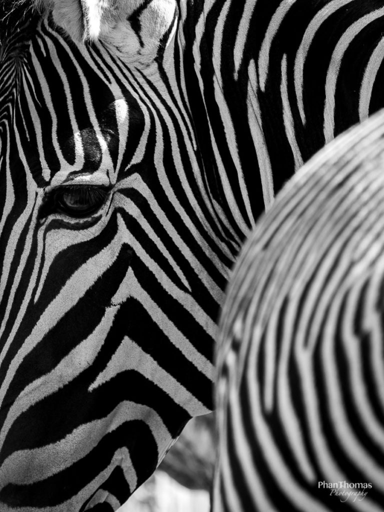 Zebra im Schwarz-Weiß-Look