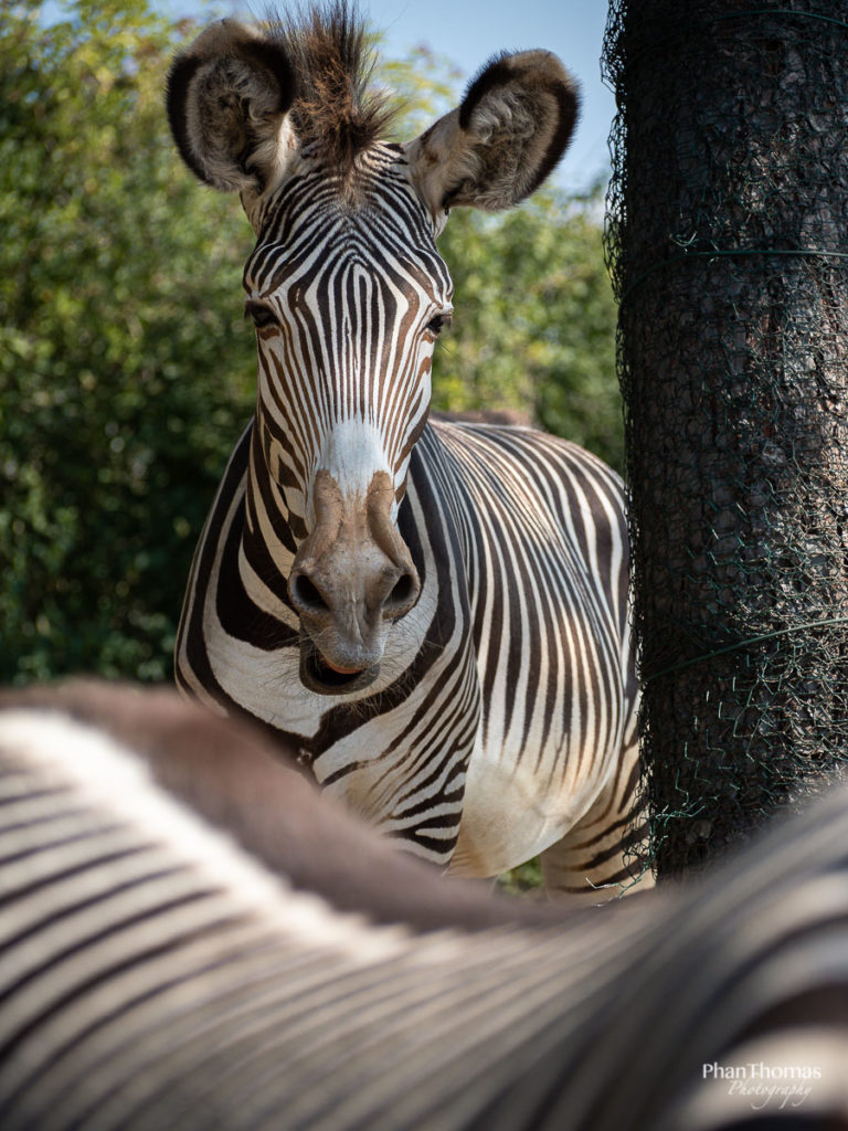 Zebra hinter Zebra