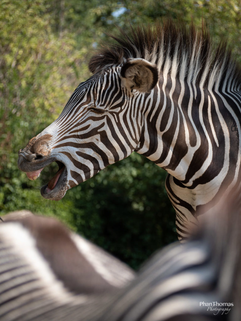 Leizpiger Zoo: Gesundheit!