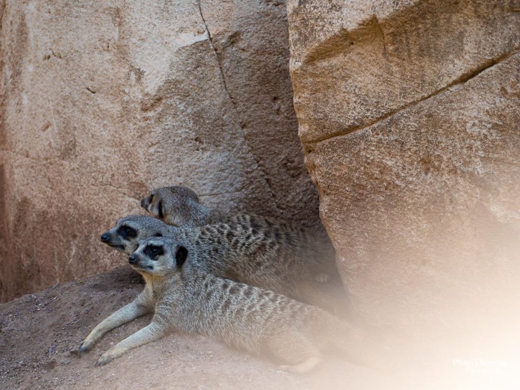 Leizpiger Zoo: Drei Erdmännchen für Charlie