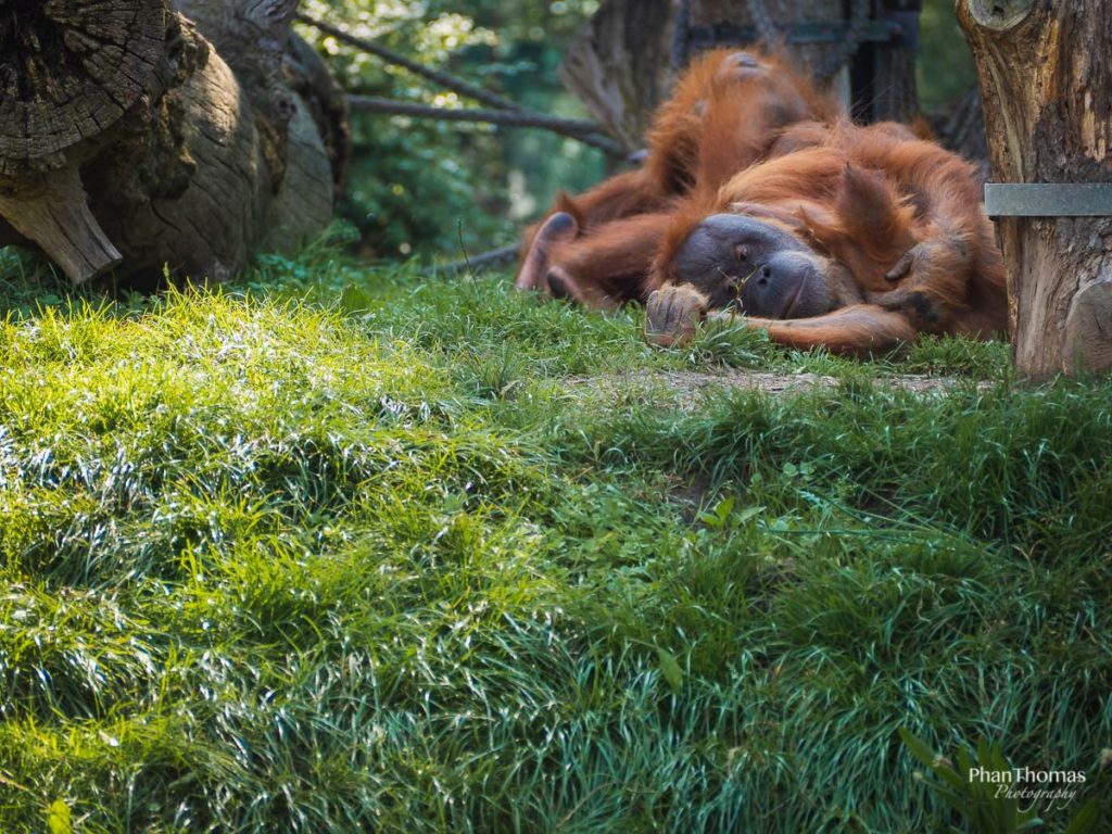 Leizpiger Zoo: Orang-Utans beim Napping