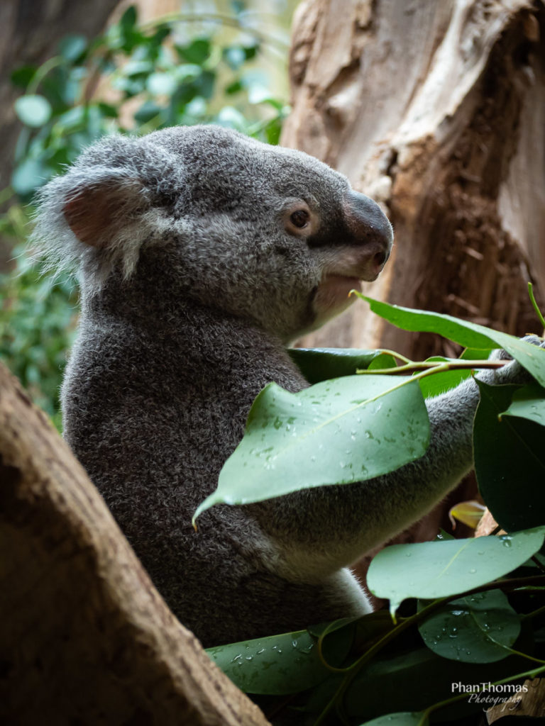 Leipziger Zoo: Koala beim Mittag