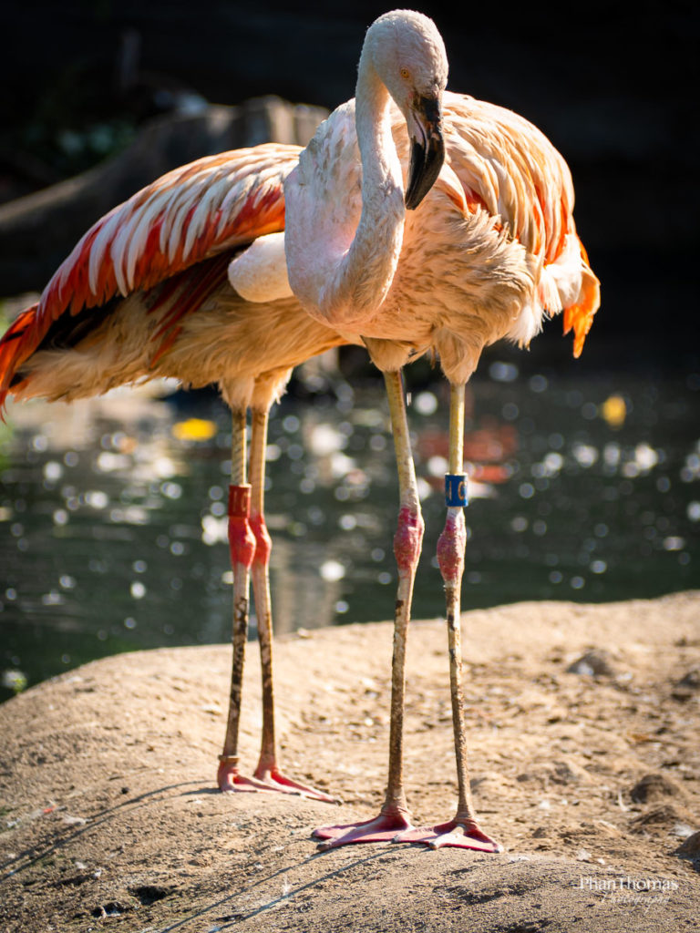 Flamingos im Sonnenlicht