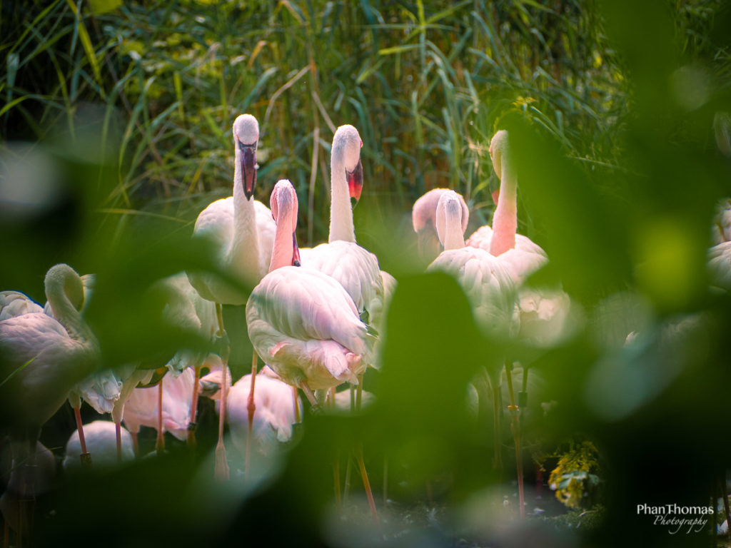 Leizpiger Zoo: Flamingos