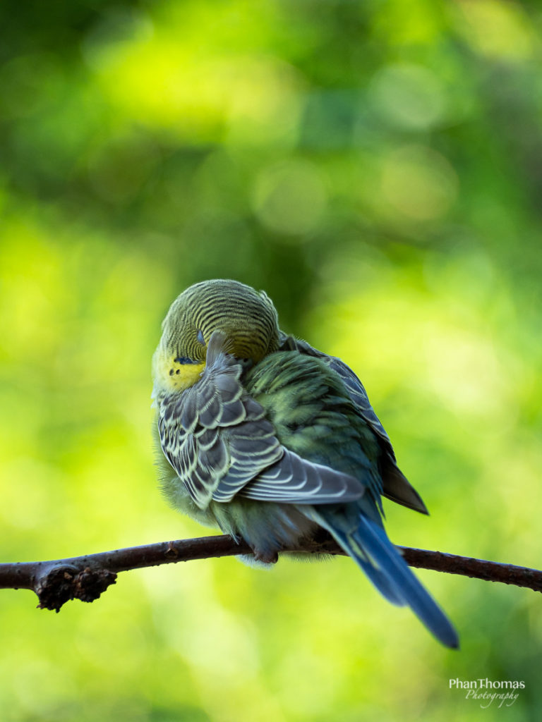 Leizpiger Zoo: Wellensittich beim Nickerchen