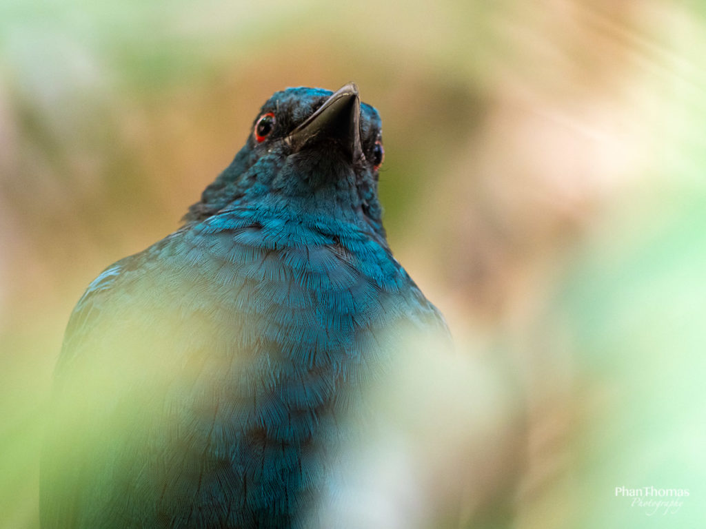 Leizpiger Zoo: Ein ... Vogel?