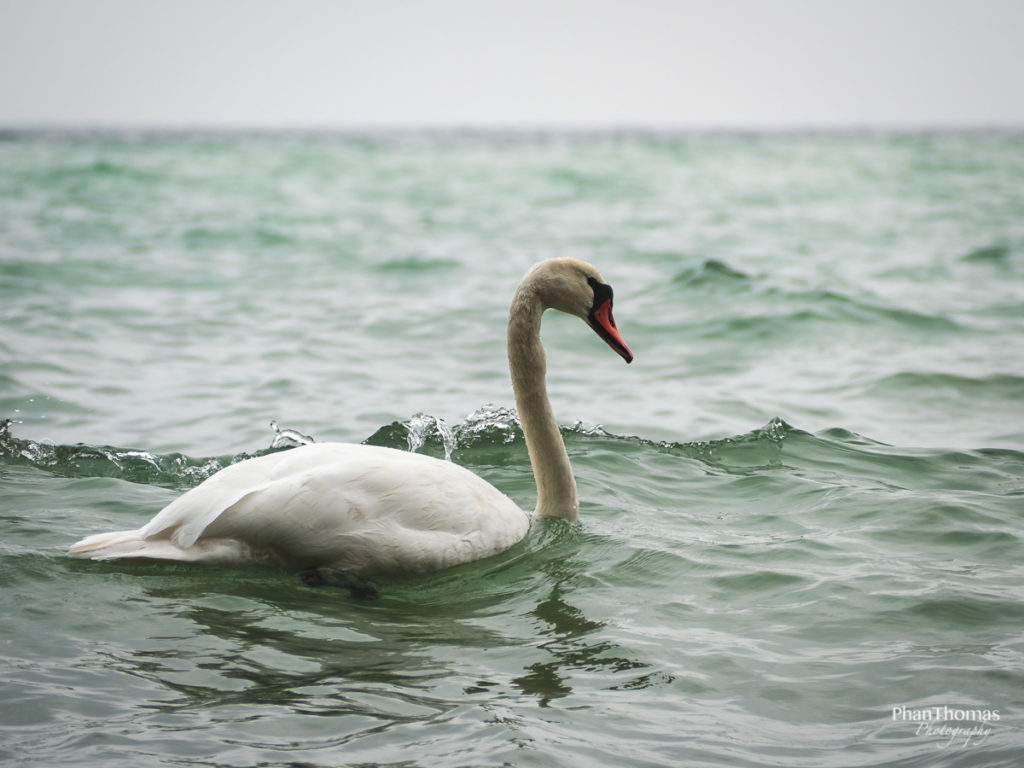 Schwan in Sassnitz