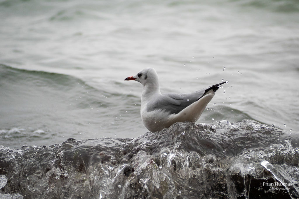 Möwe im Wellengang