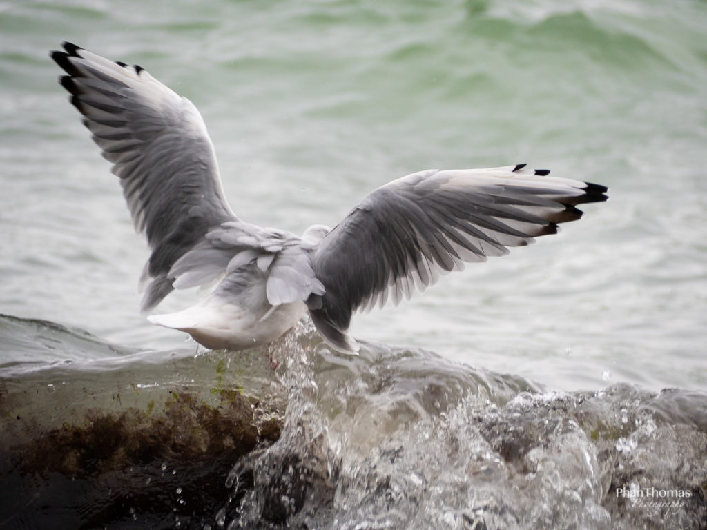 Möwe im Wellengang 2