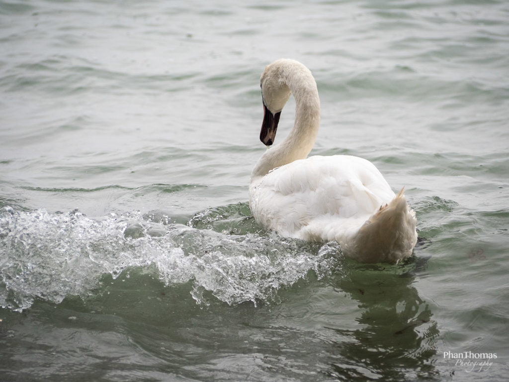 Schwan auf Rügen 2