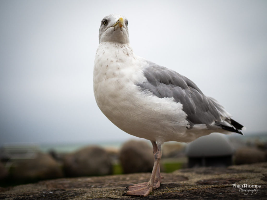 Möwen in Sassnitz