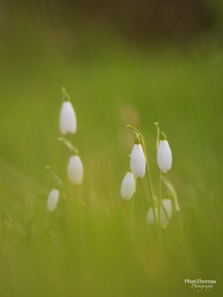 Versunken im Gras