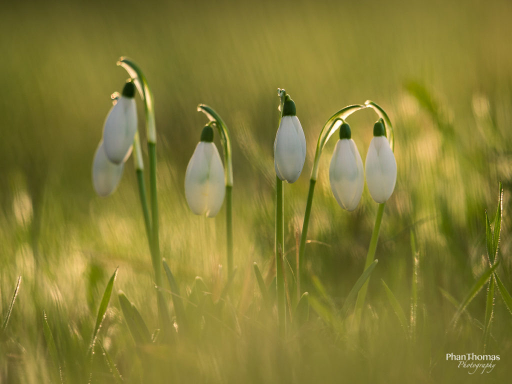 Frühblüher: Von der Sonne geküsst