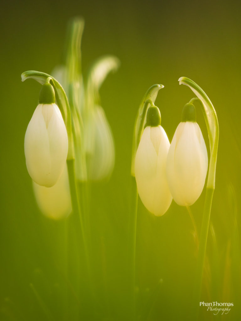 Frühblüher: Schneeglöckchen im grünen Gras