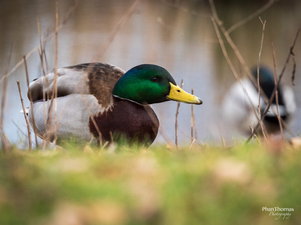 Panasonic Leica 100-400mm: Tiefenschärfe