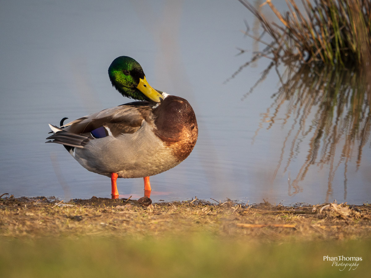 Ente beim Putzen