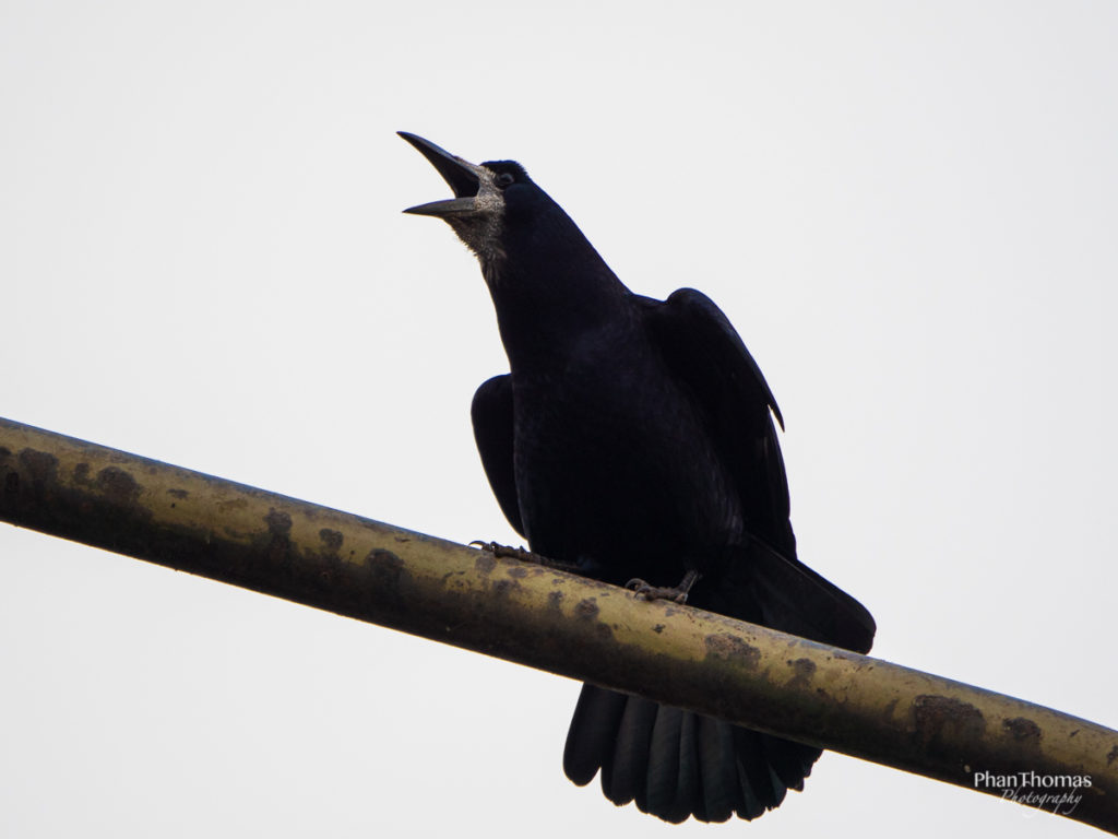 Panasonic Leica 100-400mm: Krähe mit chromatischen Abberationen